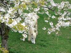 ferme du chatel provins